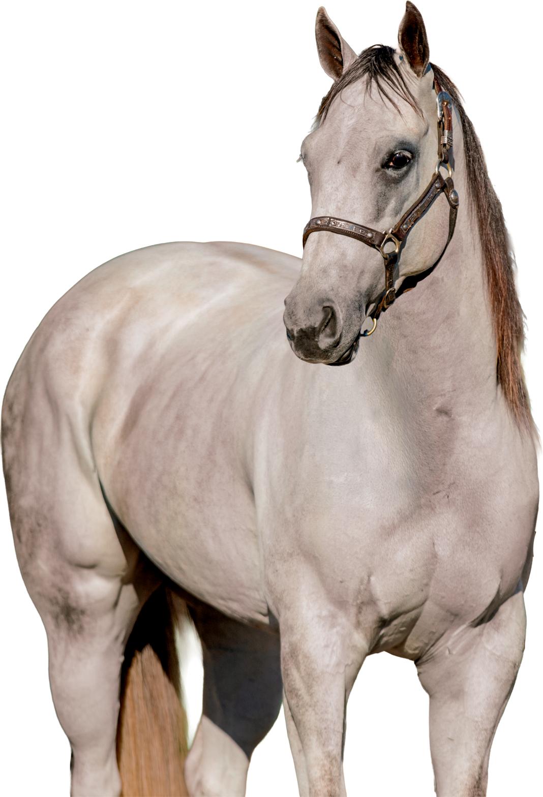 Miss-fortunes-site-.png